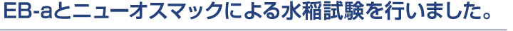 EB-aとニューオスマックによる水稲試験を行いました。