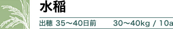 水稲 出穂 35～40日前 30～40kg / 10a