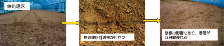 無処理区